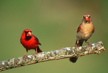 Northern Cardinals (Cardinalis cardinalis) male and female, Marion County, Illinois