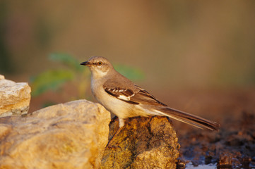 Northern Mockingbird (Mimus polyglottos) at water Starr County, Texas