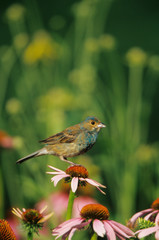 Indigo Bunting (Paserina cyanea) female on Purple Coneflower (Echinacea purpurea) Marion Co Illinois