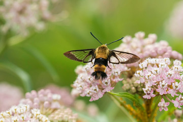 Snowberry Clearwing (Hemaris diffinis) on Swamp Milkweed (Asclepias Incarnata) Marion County, Illinois