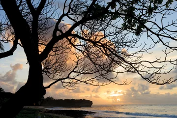 Foto auf Acrylglas Tropischer Strand Tree on beach. Sunset. Kauai. Hawaii, Usa