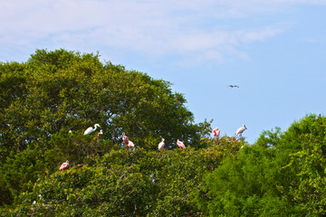 USA, Florida, St. Augustine Alligator Farm wild Roseate spoonbill.