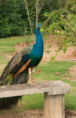 USA, Hawaii, Kauai, peacock at the Smith Family Luau Garden Grounds. 