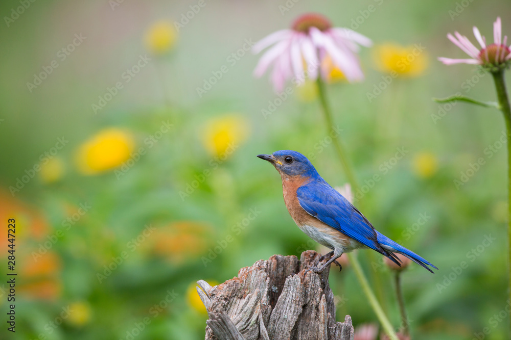 Sticker eastern bluebird (sialia sialis) male in flower garden, marion county, il