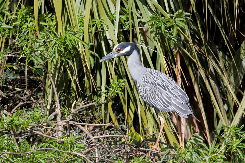 Sticker usa - florida - yellow-crowned night heron at alligator farm rookery in st augustine.