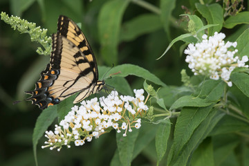 Eastern Tiger Swallowtail (Papilio glaucaus) on Butterfly Bush (Buddleja Davidii) Marion County, Illinois