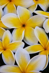 Obraz premium USA, Hawaii, Oahu, Plumeria flowers in bloom