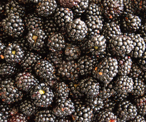 Background texture of blackberries, berries on table