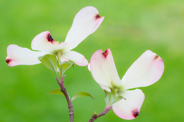 Flowering Dogwood (Cornus Florida) blooms, Marion Co, IL