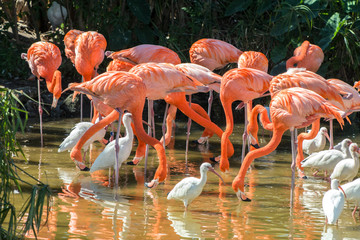USA, Florida, Orlando, Pink Flamingos and White Ibis, Gatorland.