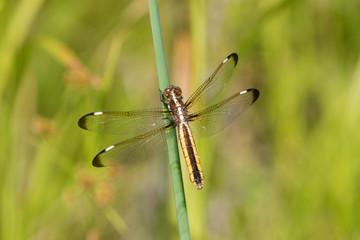 Spangled Skimmer (Libellula Cyanea) female in wetland Washington County, Missouri