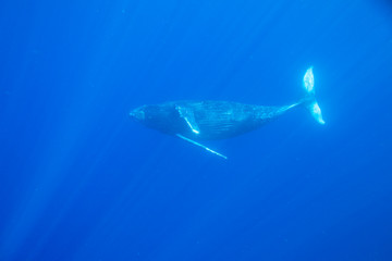 Big Island, Hawaii, USA. Humpback whales underwater.