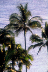 Fototapeta na wymiar USA, Hawaii. Palm trees