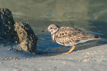 USA, Florida, New Smyrna Beach, Wilson's Plover.