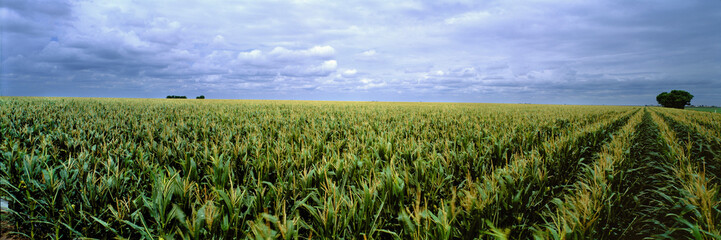 USA, Kansas, Cheyenne County. Cornfields stretch as far as the eye can see in Cheyenne County, Kansas.