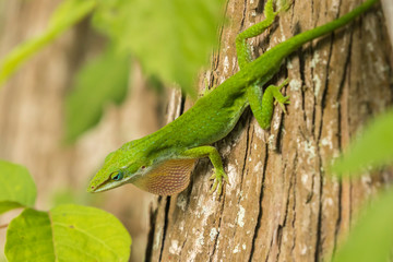 USA, Louisiana, Lake Martin. Green anole displaying. Credit as: Cathy & Gordon Illg / Jaynes Gallery / DanitaDelimont.com