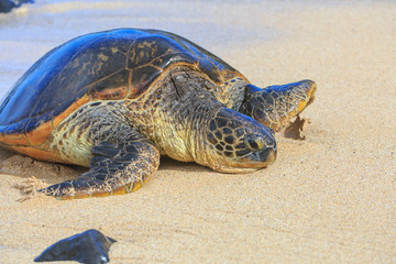 Green Sea Turtle (Chelonia mydas), pulled up on shore, Hookipa Beach Park, Maui, Hawaii, USA