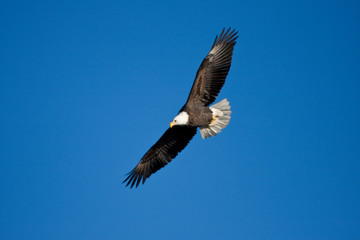 Bald Eagle (Haliaeetus leucocephalus) in flight over Mississippi River, Alton, Illinois, USA.