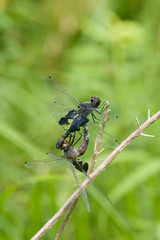 Black Saddlebags (Tramea lacerata) male and female in copulation wheel, Prairie Ridge SNA, Marion, Illinois, USA.