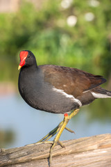 USA, Florida, Orlando, Common Moorhen, Gatorland.
