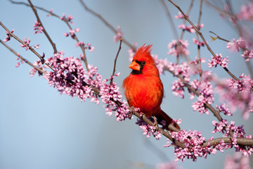 Northern Cardinal (Cardinalis cardinalis) male in Eastern Redbud (Cercis canadensis) in spring, Marion, Illinois, USA.