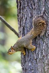 USA, Ogle County, Illinois, Eastern Fox Squirrel on side of tree