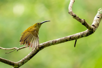 Streaked Spiderhunter perching on perch, stretching its wing isolated on blur green background