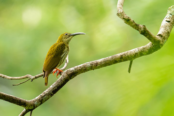 Streaked Spiderhunter perching on perch, looking into a distance isolated on blur green background