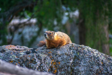 Yellow-bellied Marmot