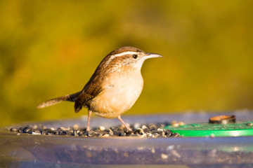 Carolina Wren (Thryothorus ludovicianus) at tray bird feeder, Marion, Illinois, USA.