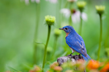 Eastern Bluebird (Sialia sialis) male on fence in flower garden, Marion, Illinois, USA.