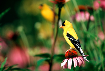 American Goldfinch (Carduelis tristis) male on Purple Coneflower (Echinacea purpurea), Marion Co,...
