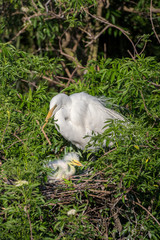 USA, Florida, Orlando, Great Egret and baby egret, Gatorland.