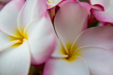 USA, Hawaii, Oahu, Tropical Gardens with close up of a Plumeria flower