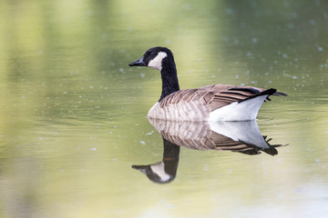USA, Ogle County, Illinois, Canada Goose floating on Rock River