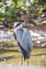 USA, Florida, Orlando, Great Blue Heron, Gatorland.