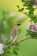 Cedar Waxwing (Bombycilla cedrorum) on Lilac Bush Marion, Illinois, USA.