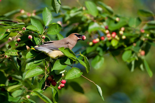 Cedar Waxwing (Bombycilla Cedrorum) Eating Berry In Serviceberry Bush (Amelanchier Canadensis), Marion, Illinois, USA.