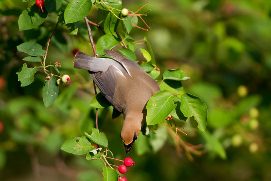 Cedar Waxwing (Bombycilla Cedrorum) Eating Berry In Serviceberry Bush (Amelanchier Canadensis), Marion, Illinois, USA.