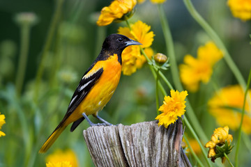 Baltimore Oriole (Icterus galbula) female on post near Lance-leaved Coreopsis (Coreopsis lanceolata). Marion, Illinois, USA.