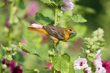 Baltimore Oriole (Icterus galbula) female on hollyhock (Alcea rosea). Marion, Illinois, USA.