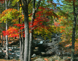 USA, Maine, Coos Canyon. Fall-colored trees line Swift River. 