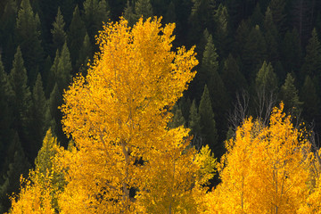 aspens, evergreens, autumn, Sawtooth National Forest, Idaho, USA