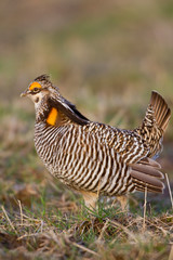 Greater Prairie Chicken (Tympanuchus cupido) male on lek, Prairie Ridge State Natural Area, Jasper, Illinois, USA.