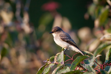 Eastern Phoebe (Sayornis phoebe) on Gray Dogwood bush (Cornus racemosa) in fall, Marion, Illinois,...