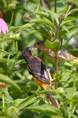 Baltimore Oriole (Icterus galbula) male feeding immature in flower garden Marion, Illinois, USA.