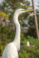 USA, Florida, Orlando, Great Egret, Gatorland.