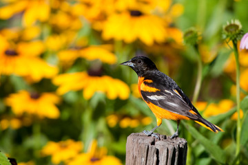 Baltimore Oriole (Icterus galbula) male on post in flower garden with Black-eyed Susans (Rudbeckia hirta), Marion, Illinois, USA.