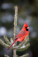Northern Cardinal (Cardinalis cardinalis) male in spruce tree in winter, Marion, Illinois, USA.