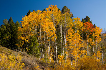 Fototapeta premium Autumn Colors, Fisher Creek Road, Obsidian, Sawtooth National Forest, Idaho, USA